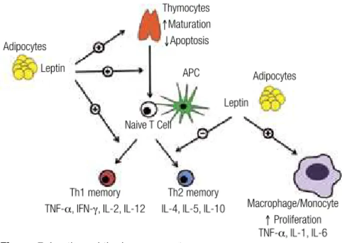 Figure 5. Leptin and the immune system.