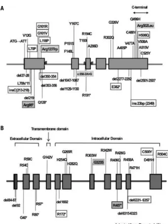 Figure 1. Schematic igure of  AMH  (A) and  AMHR2  (B) genes showing  the location of the described mutations