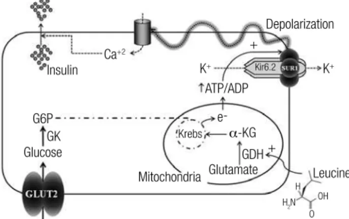 Figure 2. Mechanisms of insulin secretion in pancreatic b-cells.  α-KG,  α-ketoglutarate; ADP, adenosine diphosphate; ATP, adenosine triphosphate; 