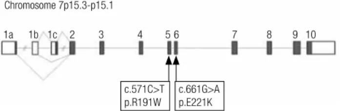 Figure 1. Schematic representation of exons 1 to 10 of glucokinase gene,  located in the short arm of chromosome 7