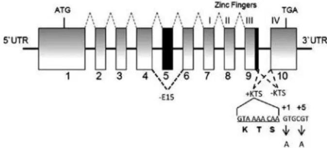 Figure 1. Representation of the  WT1  exons and introns showing splicing  from 1 to 9 to form WT1 isoform with exon 5 (dashed grey lines above  boxes) and three alternative splicing events (dashed black lines below  boxes) leading to isoforms without exon 