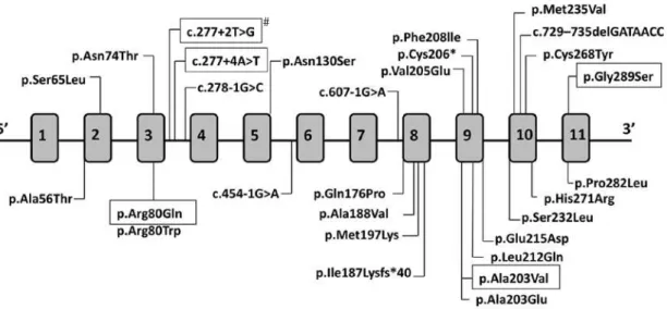 Figure 1.  HSD17B3  gene is represented with its 11 exons. Mutations found in 17-b-HSD3 deiciency are indicated