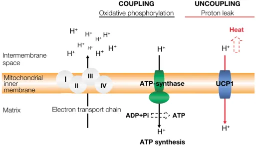 Figure 1. UCP1 location and function in the mitochondrial respiratory chain (MRC). Numbers I-IV corresponds to the MRC complexes