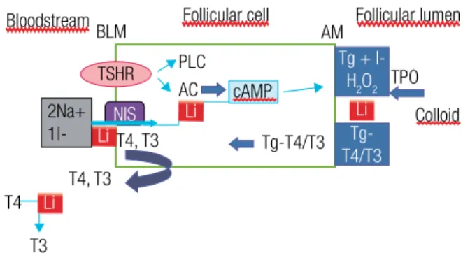 Figure 1. Main points involved in lithium-induced thyroid dysfunction. 