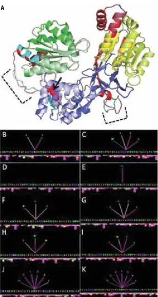 Figure 5. Alignment of structures of wild-type and p.Met408Lys proteins  (A); FMN domain is denoted in green (dark green = wild-type; light green =  mutant); FAD domain is denoted in blue (dark blue = wild-type; light blue =  mutant); and NADPH domain is d