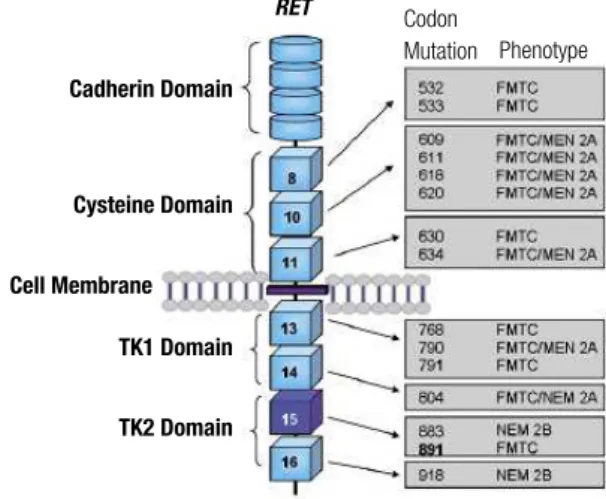 Figure 2. Schematic representation of the RET receptor. The extracellular  region comprises the cadherin- and cysteine-rich domain