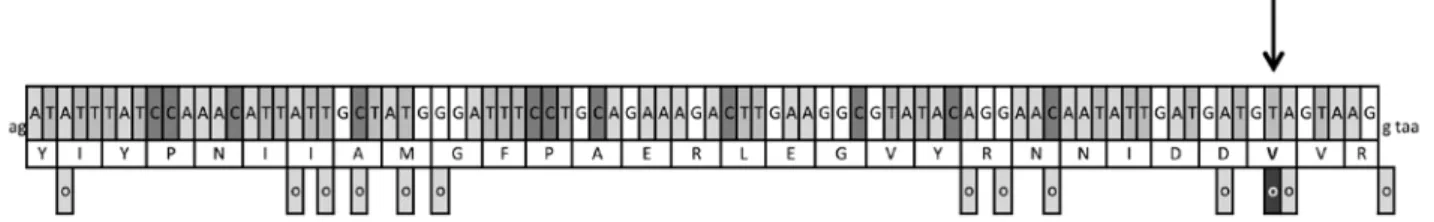 Figure 4. Representation of exon 2 of the  PTEN  gene with described mutations (circles)