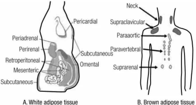 Figure 1. Classiication of fat and distribution of white adipose  tissue (WAT) and brown adipose tissue (BAT) – (A) WAT is classiied in  subcutaneous adipose tissue (SAT) and internal adipose tissue