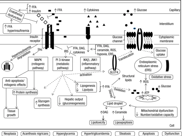Figure 3. Summary of the main putative molecular mechanisms involved in the development of insulin resistance associated with  obesity in a hypothetical cell (e.g