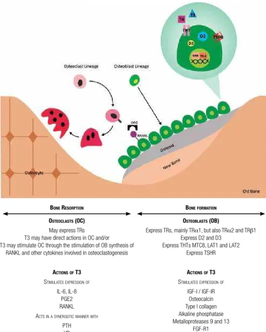 Figure 1. Interface between TH and bone metabolism. Bone remodeling on the surface of trabecular bone is illustrated here