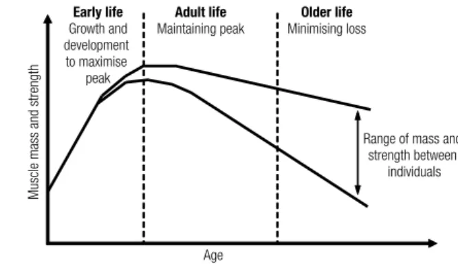 Figure 2. A life course approach to sarcopenia (31).