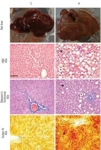 Figure 3. Liver mRNA expression of NADPH oxidase subunits in livers  after eight weeks of treatment with the experimental diets
