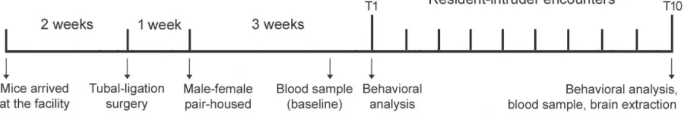 Figure 1 - Experimental design. Aggressive and non-aggressive behaviors were assessed during the irst (T1) and last (T10) resident- resident-intruder encounters
