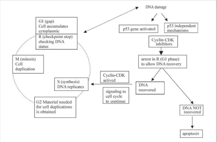 Figure 1. Synopsis of cell cycle regulation. CDK = Cyclin - dependent Kinases.