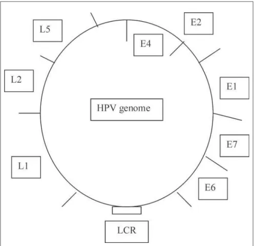 Figure 2. Organization of the human papillomavirus (HPV) genome.