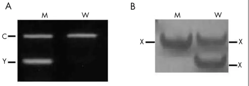 Figure 1. Results from electrophoresis in an agarose gel stained with ethidium bromide  (A) and a polyacrylamide gel stained with silver nitrate (B)