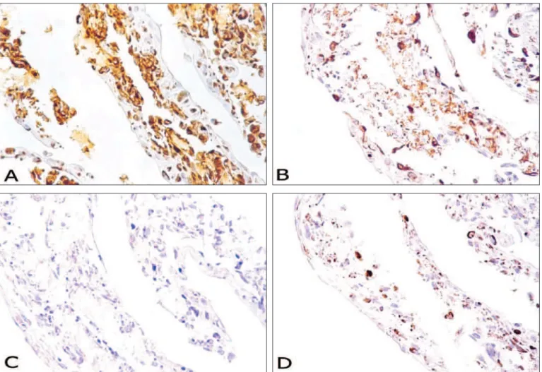 Figure 2. Immunohistochemical characterization of a human skin model reconstructed  in vitro  based on analysis of mesenchymal cells