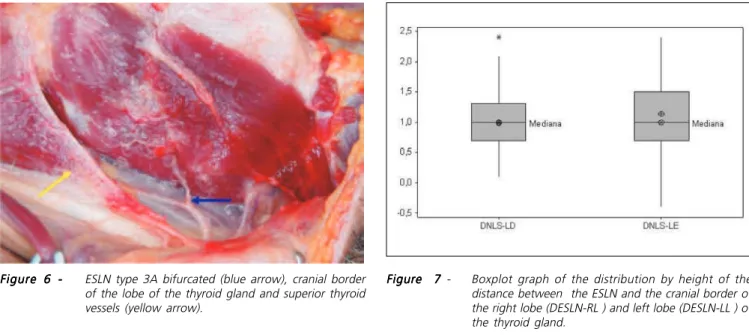 Figure 6 - Figure 6 - ESLN type 3A bifurcated (blue arrow), cranial border of the lobe of the thyroid gland and superior thyroid vessels (yellow arrow).