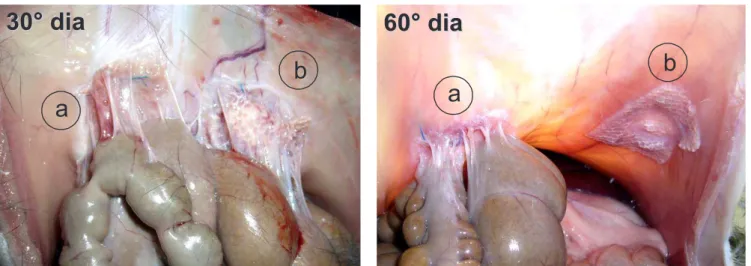 Table 1 – Comparison of meshes for adhesion formation on the 30th and 60th postoperative days.