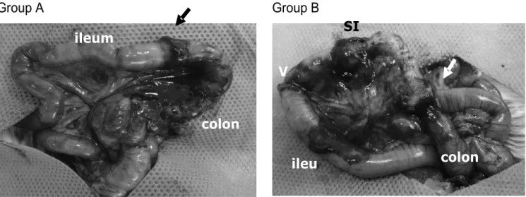 Figure 3 - Representation of the region where the Intraluminal content sample was collected: anastomosis (arrow), valve (V), intermediate segment (SI).