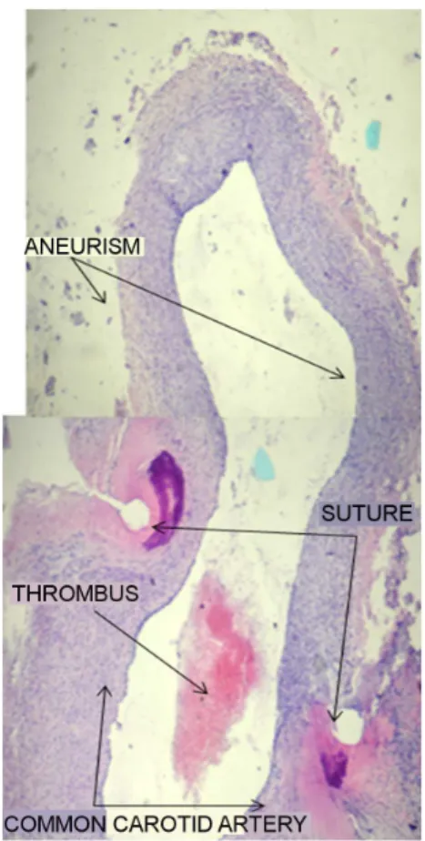 Figure 2 Figure 2 Figure 2 
