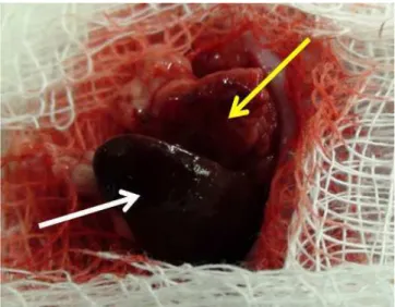 Figure 1 --Figure 1 -Figure 1 Figure 1 