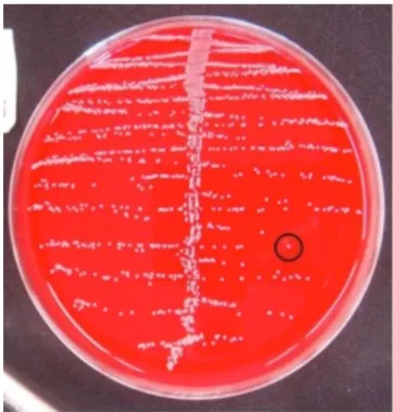 Figure 1 --Figure 1 -Figure 1 
