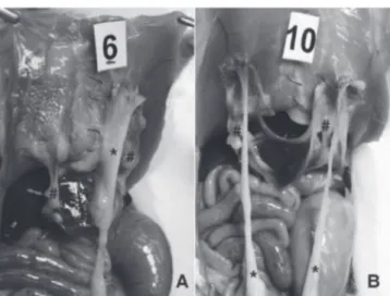 Figure 4.   Adhesions in animals 6 and 10 from Group I (polypropylene  mesh on the right and polypropylene with poliglecaprone  mesh on the left)