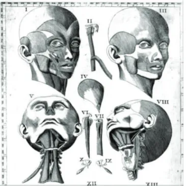 Figura 2.   Thomas Wharton descobriu o ducto submandibular em dis- dis-secção de cabeça de ovelha.