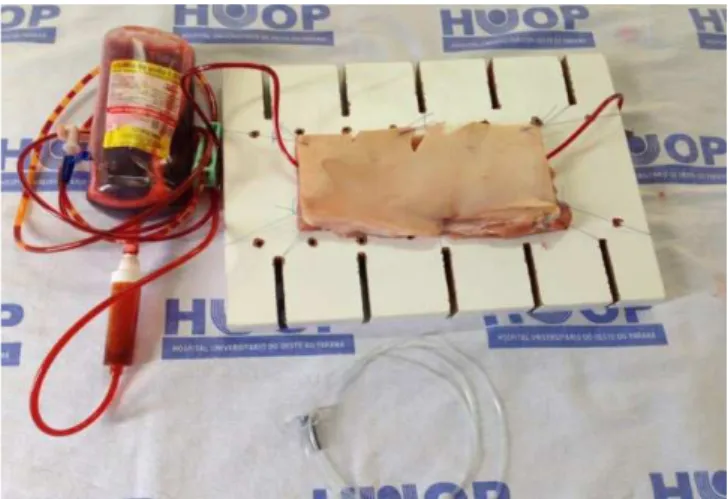 Figure 1. Materials and porcine model ready for use.