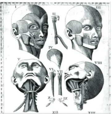 Figure 2.   Thomas Wharton discovered the submandibular duct while  dissecting a sheep head.