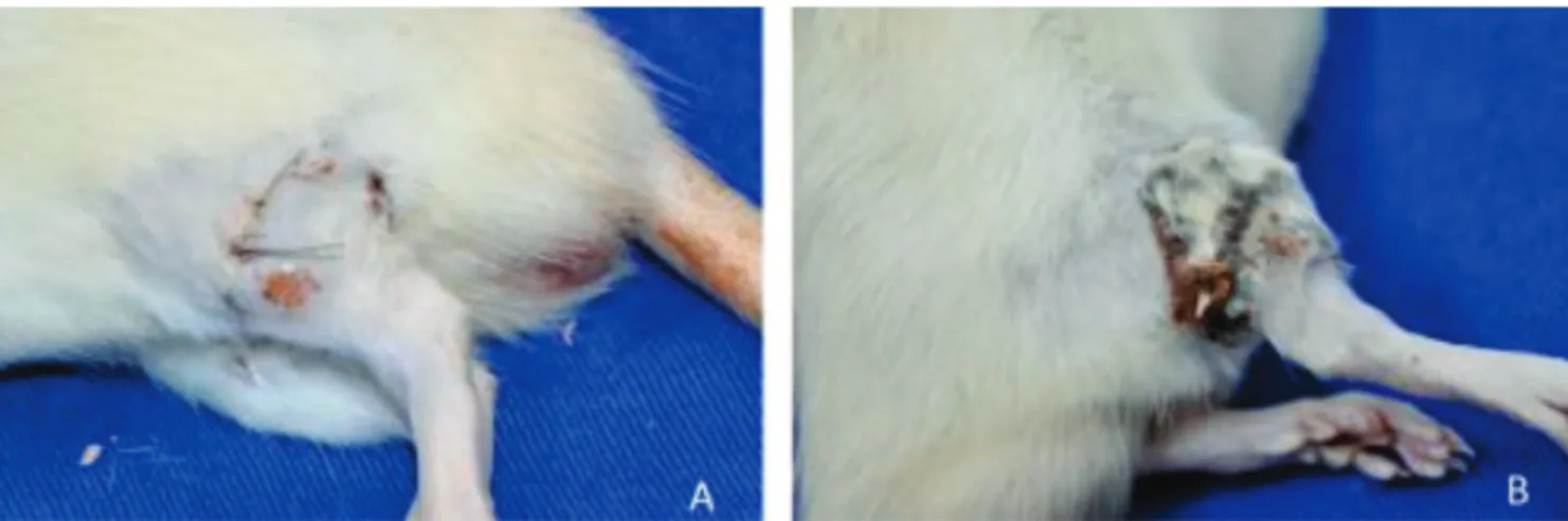 Figure 4. Comparison of examples of healing in an animal treated with (A) hyperbaric oxygen therapy and (B) control group.