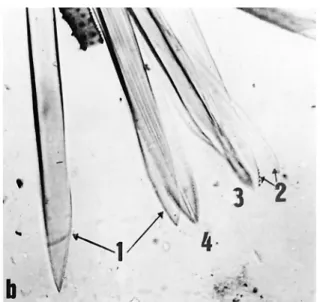 Figura 1 - Piezas de fascículo bucal o hexaqueto de L. youngi.