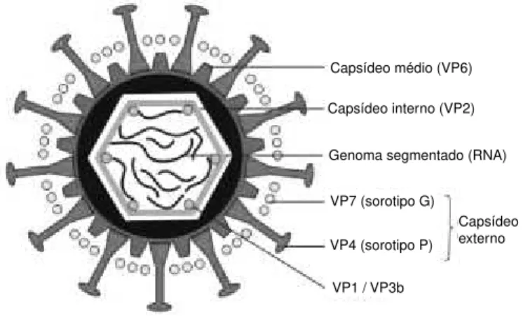 Figura  - Adaptada de Cunliffe et al, Lancet  2002;359:640-2.