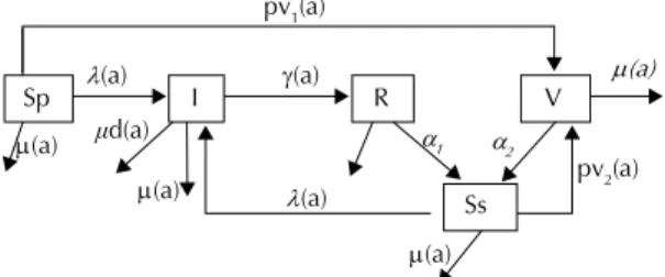 Figure 1. Whooping cough age-dependent compartmental  model. 