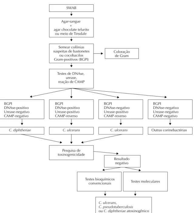 Figura 3. Esquema para triagem de Corynebacterium ulcerans.