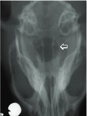 Figure 1. Radiographic aspect of the 8 mm critical size bone defect (CSBD) made in rats calvaria ( → ).