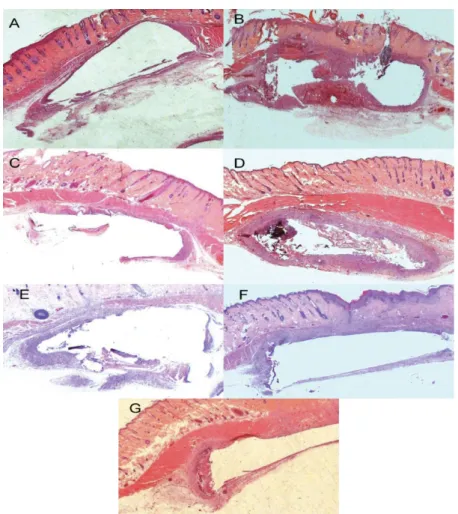 Figure 3. Representative images of all experimental groups in 7 days. A) Negative control, B) calcium hydroxide, C) 2% chlorhexidine gel,  D) zinc oxide, E) Experimental paste, calcium hydroxide + 2% chlorhexidine gel + zinc oxide (2:1:2) F) Experimental p