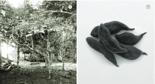 Figure 1. A – L. ferrea tree; B – L. ferrea Fruits (pods).