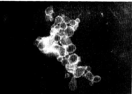 Fig.  1  a n d   2.  —  P h o to m ic r o g ra p h   s h o w in g   th e   a p p e a ra n c e   o f   y e a s t  fo rm s   o f   P