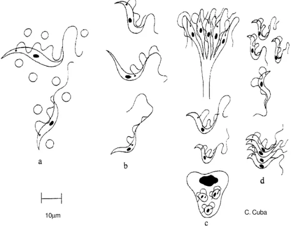 Figura 3 - Formas básicas evolutivas que identifican Trypanosoma rangeli morfológicamente cuando observadas en los huéspedes: vertebrado y triatomino vector (casi exclusivamente especies del género  Rhodnius)