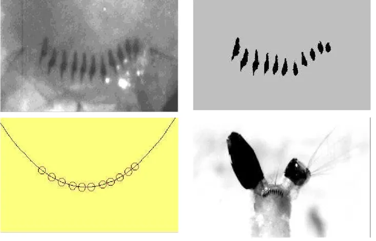Figure 1 - Three main phases in the larva image processing.