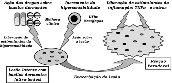 Figura 1 - Reações paradoxais durante o tratamento da tuberculose (Provável patogenia - esquemática).