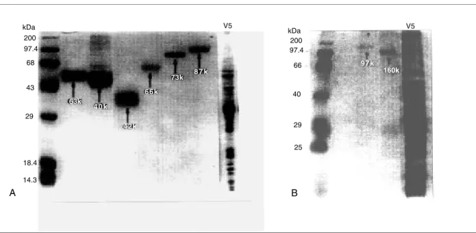 Figure 1 - Proteins with estimated molecular weights of 63, 46, 42, 66, 73 and 87kD (A) and 97, 160kD (B) in 10% polyacrylamide gel electrophoresis (SDS-PAGE) purified from Leishvacin   (V5)