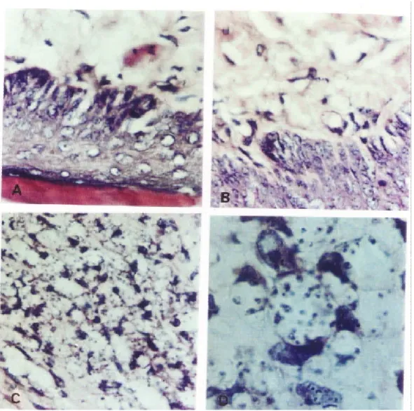 Figure 2 - Histological pattern of footpad skin from C57BL/10 mice. A: non-infected control mouse with normal hypodermis and dermis (x80)