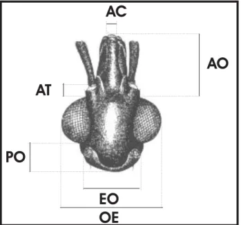 Figure 4 - Natural ecotopes of Panstrongylus lutzi in the State of Ceará, Brazil. (A) “Caatinga” view; (B) Detail of a hollow trunks of “pau branco” (Auxemma oncocalyx), where the triatomines were captured.