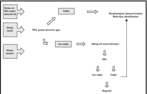 Figure 1 shows the procedure followed to extract the strains from the preservation methods and their evaluation.
