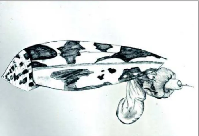 Figur e 1  -  Co nus snail in attack po sitio n, sho wing the pr o bo scis and the r adulae, str uctur es capable to  enveno ming with gr avity human beings.