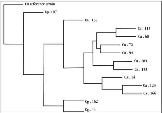 Figure 3 - Phenogram of isolates based on RAPD profiles. The consensual phenogram was constructed using the Wagner parsimony option within the computer program Phylip v.3,572c