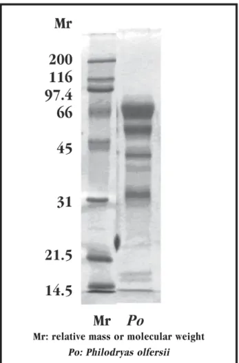 Figure 2- Separation of Philodryas olfersii venom fractions by ion-exchange chromatography on a MonoQ2 column